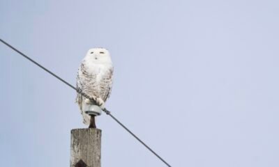 Proteção Global para a Coruja-das-Neves: Ícone de Harry Potter na Lista da ONU