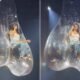 Kacey Musgraves: Cenografia Inusitada em Show Vira Destaque Viral e Causa Repercussão nas Redes Sociais