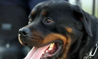 Idosa de 73 anos sofre ataque brutal de rottweilers e perde as orelhas em São Paulo