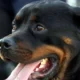 Idosa de 73 anos sofre ataque brutal de rottweilers e perde as orelhas em São Paulo