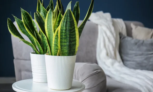 Guia Essencial: 5 Plantas de Fácil Manutenção Resistentes à Seca para o Lar