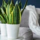 Guia Essencial: 5 Plantas de Fácil Manutenção Resistentes à Seca para o Lar