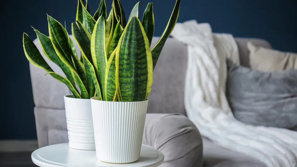 Guia Essencial: 5 Plantas de Fácil Manutenção Resistentes à Seca para o Lar
