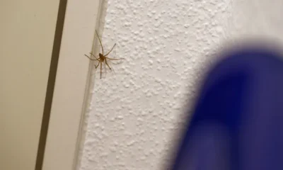 Aranhas no Quarto: Guia Completo para Entender e Afastar Esses Invasores