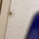 Aranhas no Quarto: Guia Completo para Entender e Afastar Esses Invasores