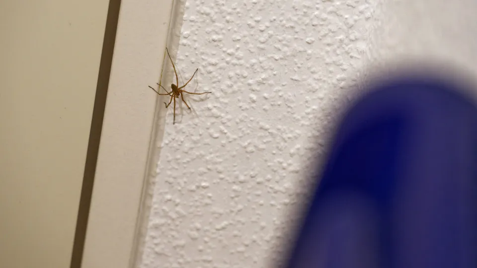 Aranhas no Quarto: Guia Completo para Entender e Afastar Esses Invasores