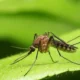 Vacina Brasileira Contra Malária: Anvisa Autoriza Testes em Humanos, Abrindo Caminhos na Saúde Global