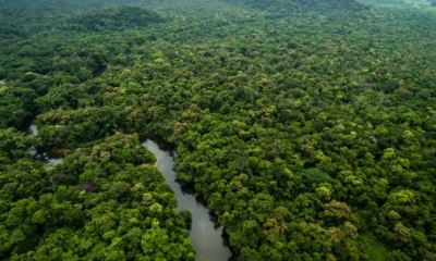Desmatamento na Amazônia e Cerrado Atinge Mínimas Históricas com Queda Recorde