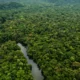 Desmatamento na Amazônia e Cerrado Atinge Mínimas Históricas com Queda Recorde