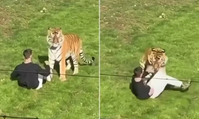 Trágico Incidente em Zoológico Britânico: Homem Morre Após Ingressar em Recinto de Tigres